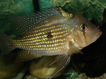 Acarichthys heckelii: Männchen