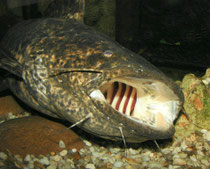 Beeindruckendes Maul von Cephalosilurus nigricaudus.