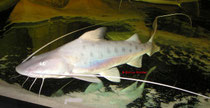 Brachyplatystoma capapretum