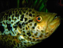 Parachromis managuensis