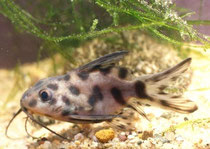Synodontis nigrita (Jungwels von 3 cm Länge)