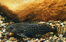 Synodontis nigrita (ausgewachsenes Exemplar von 8 cm Länge)