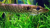 Hecht (Esox lucius) im Unterwasserreich Schrems