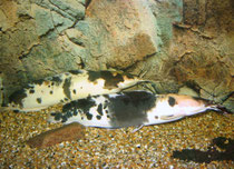 Paar von Clarias batrachus