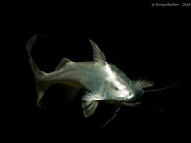 Brachyplatystoma rousseauxii
