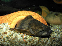 Pseudopimelodus bufonius verlässt sein Versteck.