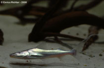 Brachyplatystoma rousseauxii
