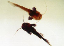 Tatia sp. wild- und goldfarben (Länge: 1,4 cm)