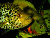 Parachromis managuensis und Astronotus ocellatus
