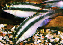 Pelvicachromis pulcher