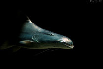 Brachyplatystoma rousseauxii