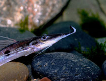 Störspatelwels (Platystomatichthys sturio)