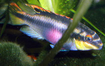 Pelvicachromis pulcher