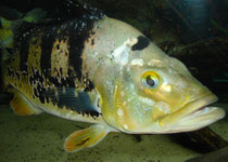 Cichla spec.