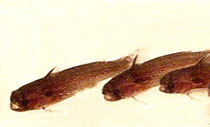 Tatia galaxias (Jungwelse von 1,5 cm Länge)