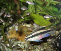 Pelvicachromis pulcher: Paar mit Jungfischen