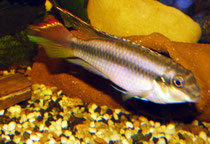 Pelvicachromis pulcher