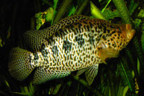 Parachromis managuensis