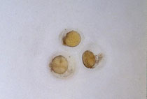 Tatia sp. Eier (nach ca. 30 Stunden)