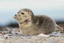 Seehund juv. (Phoca vitulina), Okt 2015 SH/GER, Bild 1