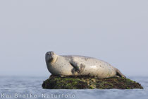 Seehund (Phoca vitulina), Mai 2018 SH/GER, Bild 4