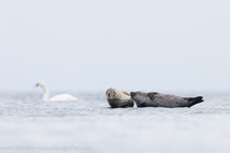 Seehunde (Phoca vitulina), Jan 2022 MV/GER, Bild 12