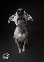 Whippet im Studio