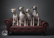 Whippets im Studio