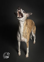 Whippets im Studio