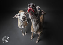 Whippets im Studio