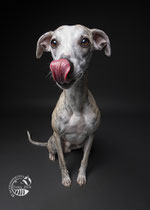 Windhund Studiofotografie