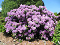 Ein mächtiger Rhododendron