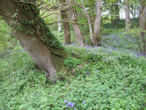 Blue Bells als Unterwuchs im Park Stourhead Garden