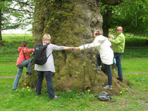Wuchtiger Baum in Stourhead Garden