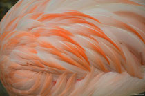 BEAU PLUMAGE