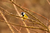 Mésange bleue ,entre les gouttes