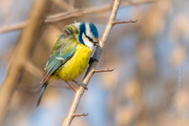 Mésange bleue, en boule