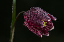 Schachbrettblume mit dem Canon EF 100mm 2,8 L IS Makroobjektiv