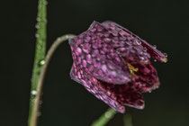 Schachbrettblume mit dem Canon EF 100mm 2,8 L IS Makroobjektiv