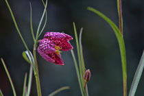 Schachbrettblume mit dem Canon EF 70-200mm 1:4L 