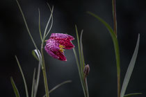 Schachbrettblume mit dem Canon EF 70-200mm 1:4L 