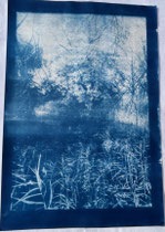 Cyanotypie 33 x 48 cm CHF 570 ohne Rahmen/ mit PP und Rahmen CHF 640 Vaduz