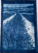 Cyanotypie 33 x 48 cm CHF 570 ohne Rahmen/ mit PP und Rahmen CHF 640 Piemont