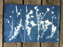 Cyanotypie 48 x 33 cm CHF 570 ohne Rahmen/ mit PP und Rahmen CHF 640