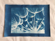 Cyanotyoie ab Negativ 24 x 33 cm  mit PP und Rahmen  37 x 53 cm CHF 480