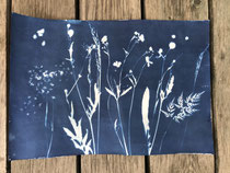 Cyanotypie 48 x 33 cm CHF 570 ohne Rahmen/ mit PP und Rahmen CHF 640