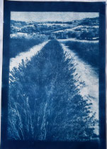 Cyanotypie 33 x 48 cm CHF 570 ohne Rahmen/ mit PP und Rahmen CHF 640 Piemont