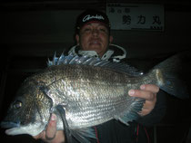 ２月３日　磯釣りで石本　豊さん　がバチヌ５０．３㎝