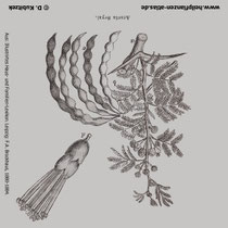 Seyal-Gummi-Akazie (Acacia seyal), Arabisches Gummi, Historisches Bild