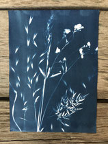 Cyanotypie 24 x 33 cm mit PP und Rahmen 37 x 53 cm CHF 480